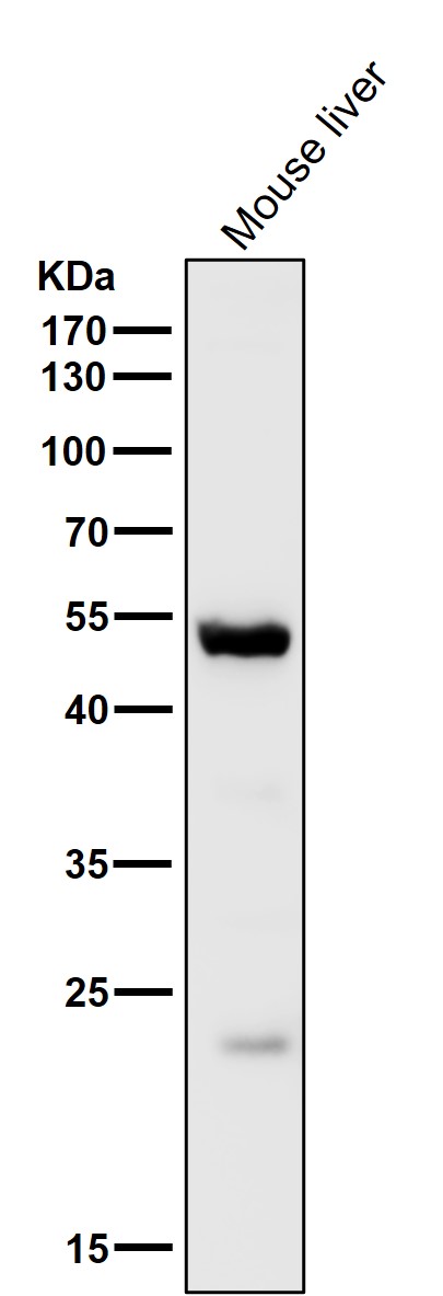 Ribosomal oxygenase 2 Ab