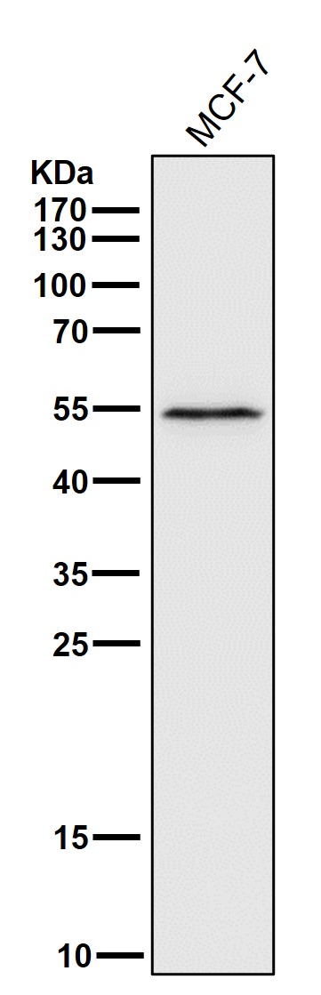 Ribosomal oxygenase 2 Ab