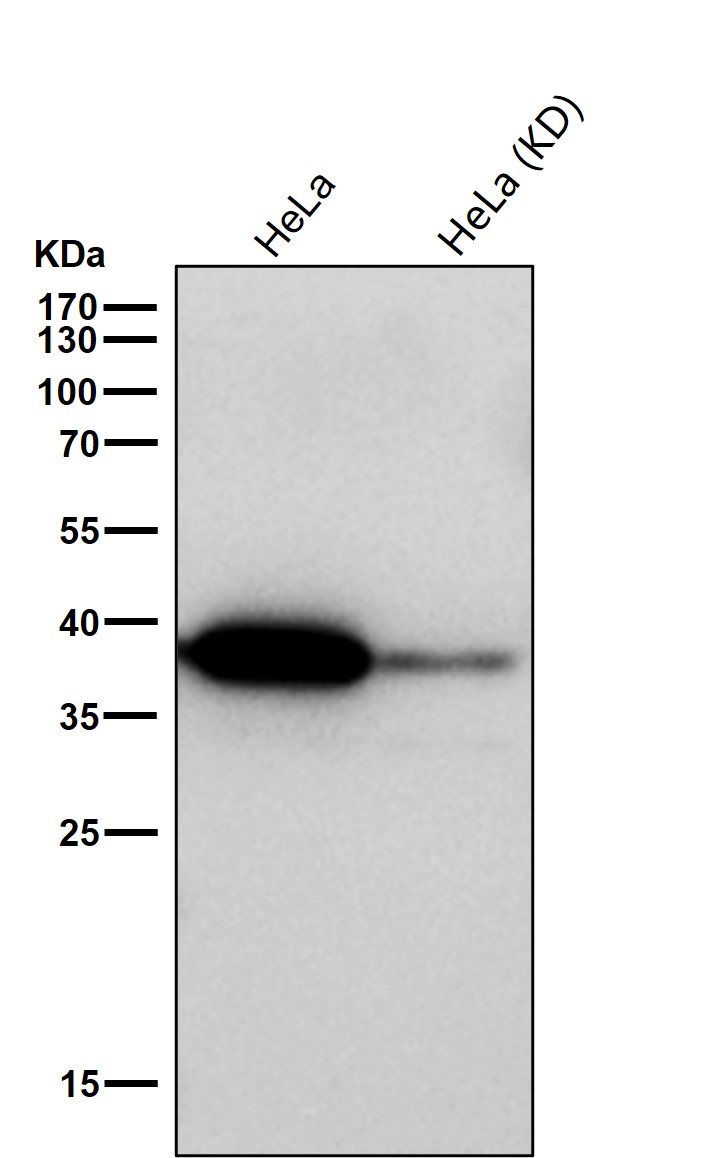 Annexin V Ab