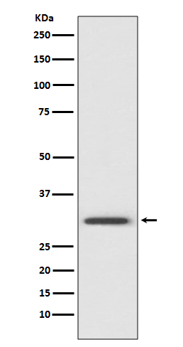 Annexin V Ab