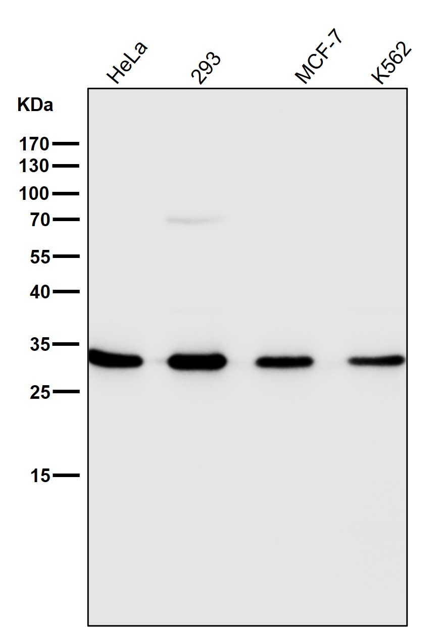 Annexin V Ab