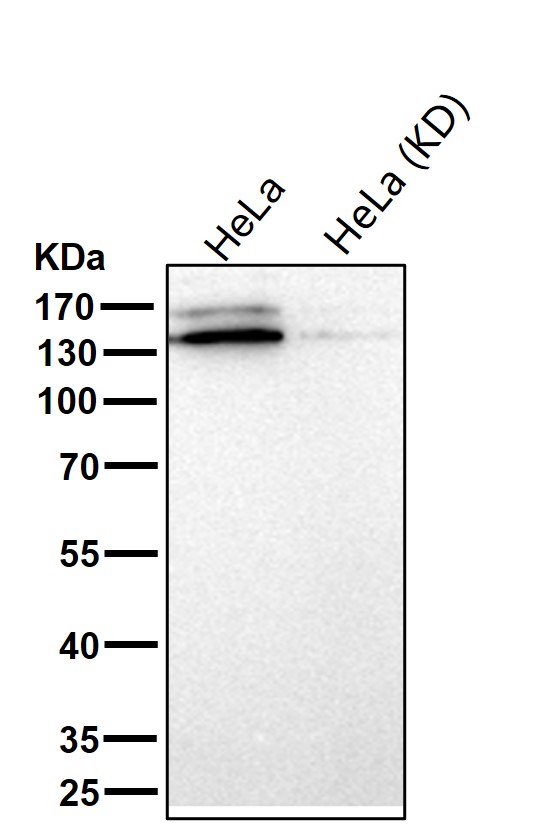 CTCF Ab