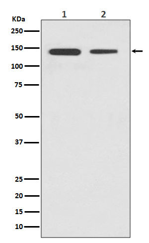 CTCF Ab