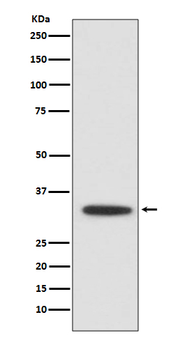 XBP1 Ab