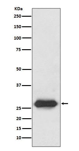 Lin 28A Ab