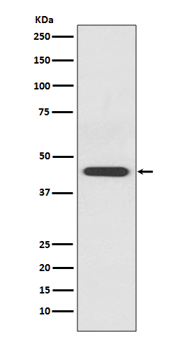 EDG1 Ab