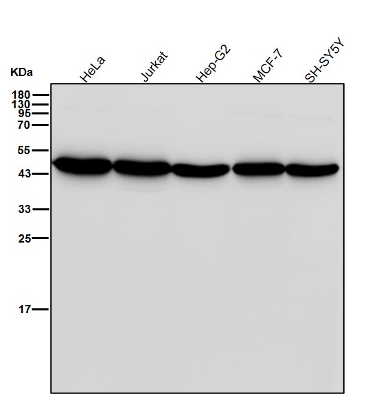 EDG1 Ab