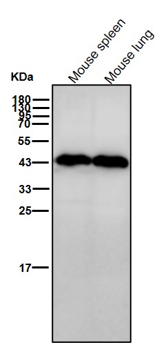 EDG1 Ab