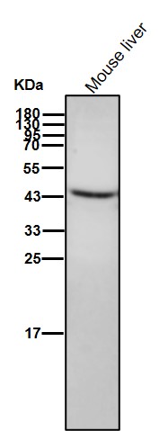 EDG1 Ab