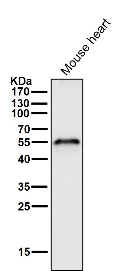 Aromatase Ab