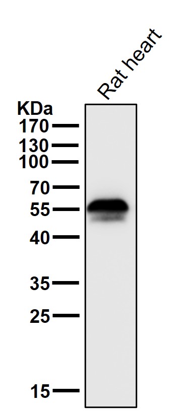 Aromatase Ab