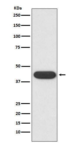 CD32a Ab