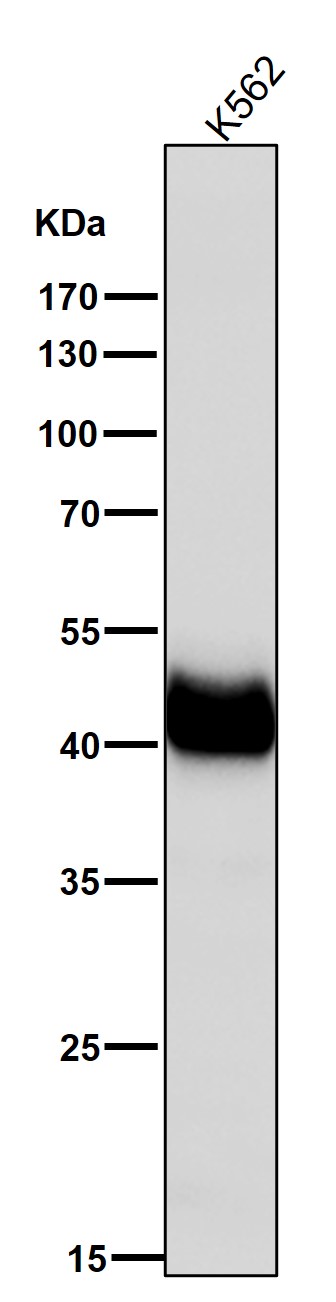 CD32a Ab