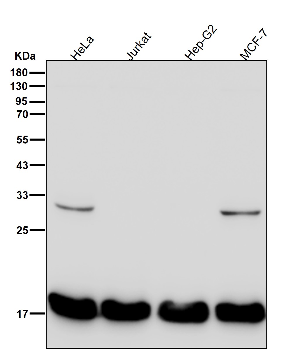 CD59 Ab