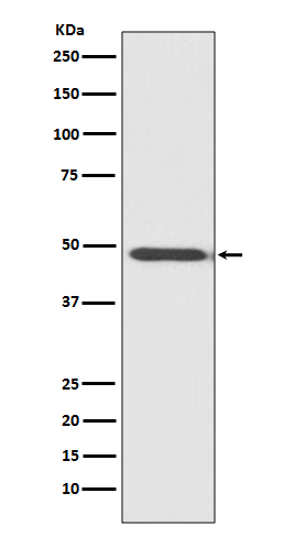 MYOD1 Ab