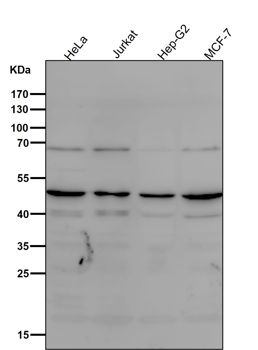 MYOD1 Ab