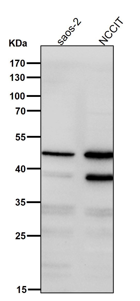 MYOD1 Ab