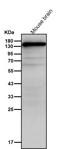 SMC3 Ab