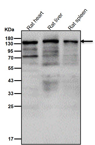 SMC3 Ab