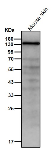 SMC3 Ab