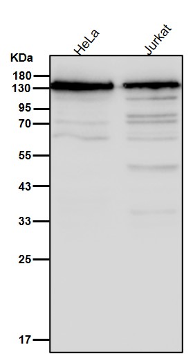 SMC3 Ab