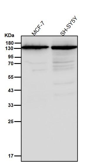 SMC3 Ab