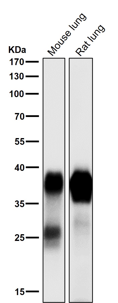 Podoplanin Ab