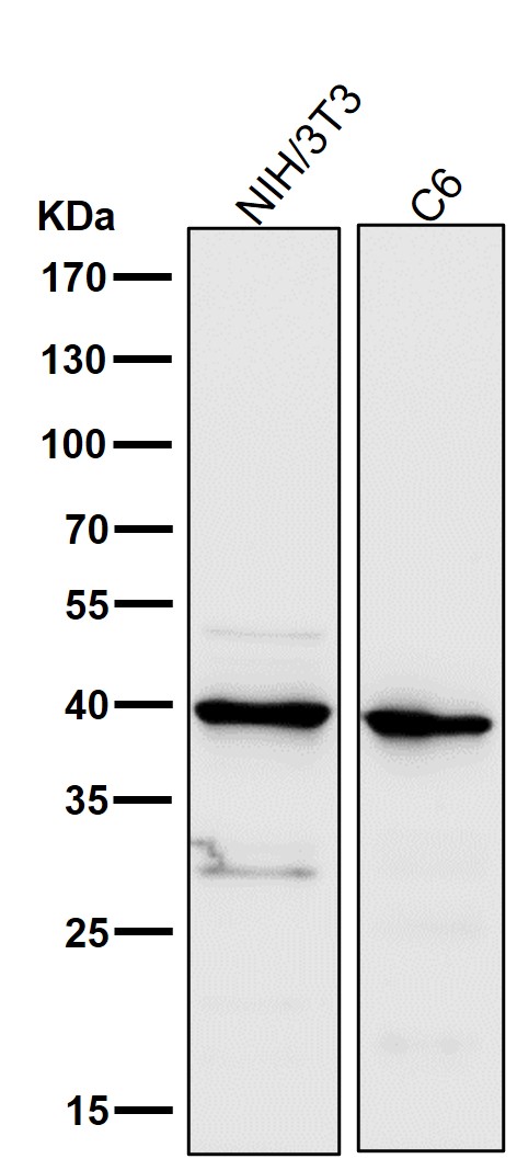 Cathepsin L/V/K/H Ab