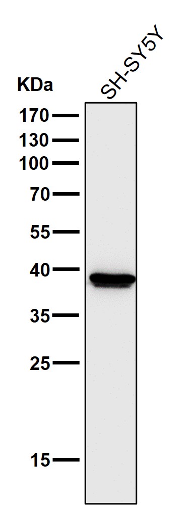 Cathepsin L/V/K/H Ab