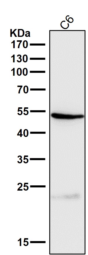 Cathepsin L/V/K/H Ab