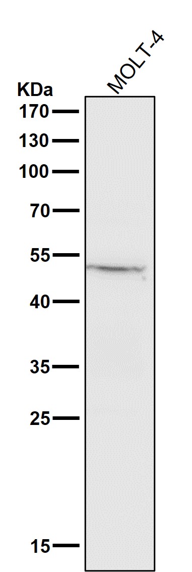 Cathepsin L/V/K/H Ab