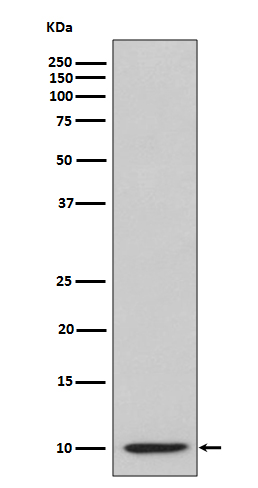 CXCL10 Ab