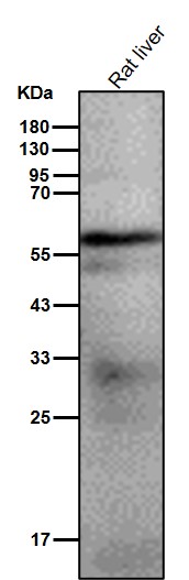 Cytochrome P450 2E1 Ab