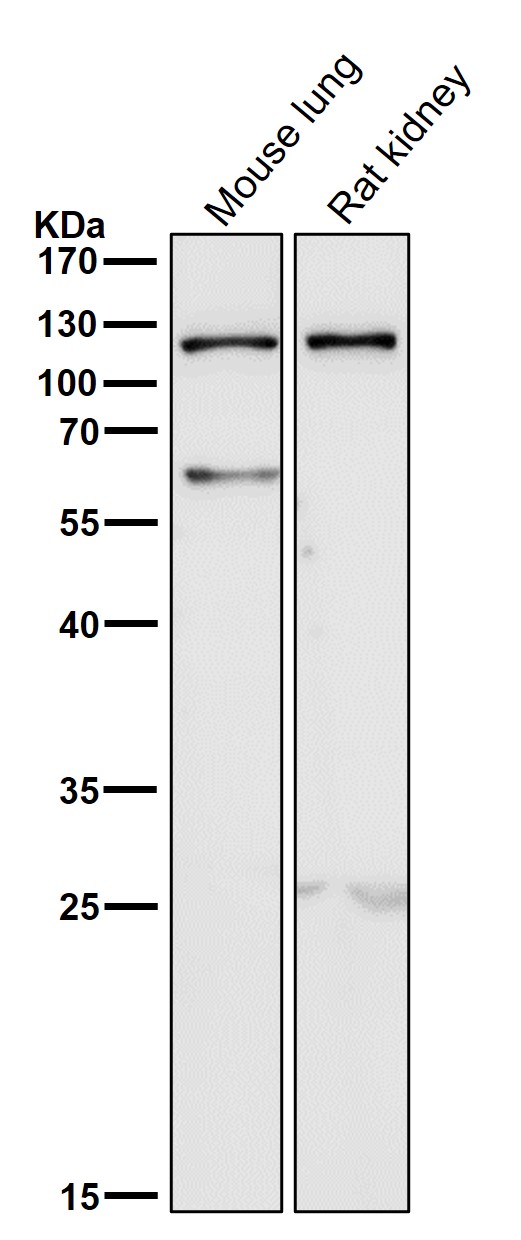 TLR5 Ab