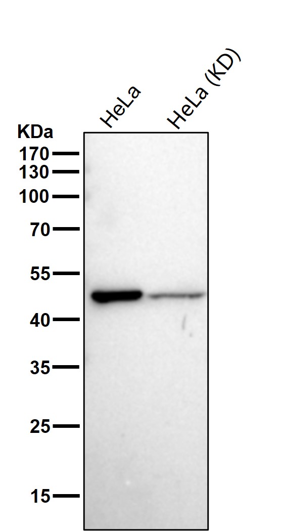 ATP5F1B Ab