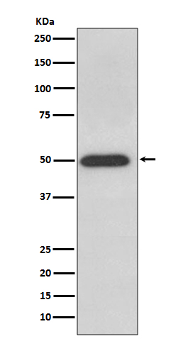 ATP5F1B Ab