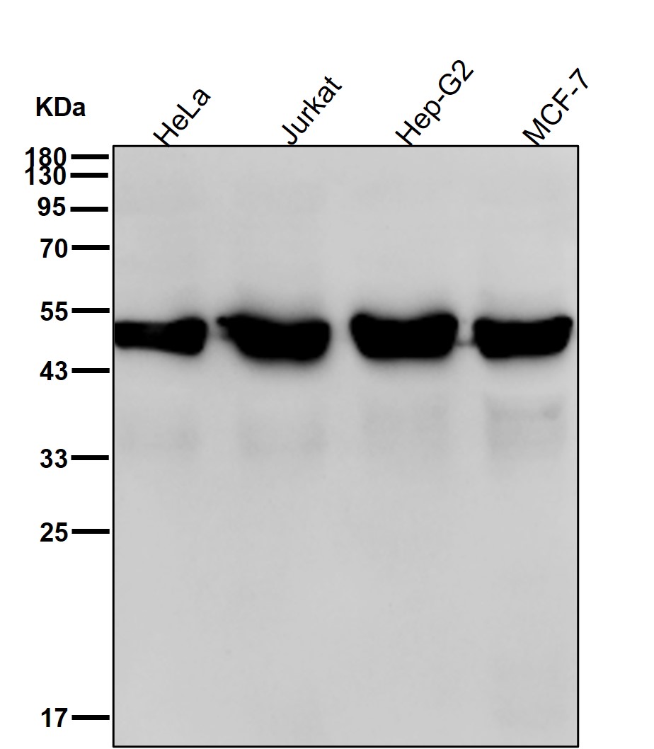 ATP5F1B Ab