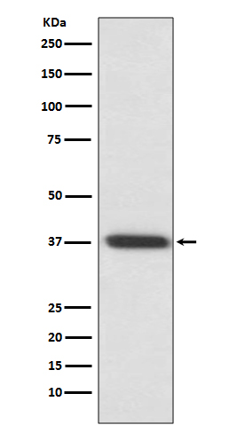 Rhodopsin Ab