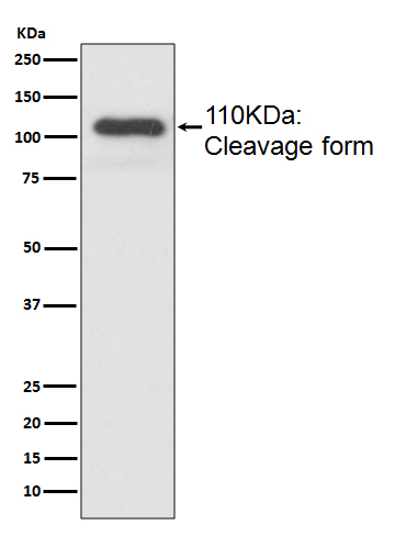 Mucin 2 Ab