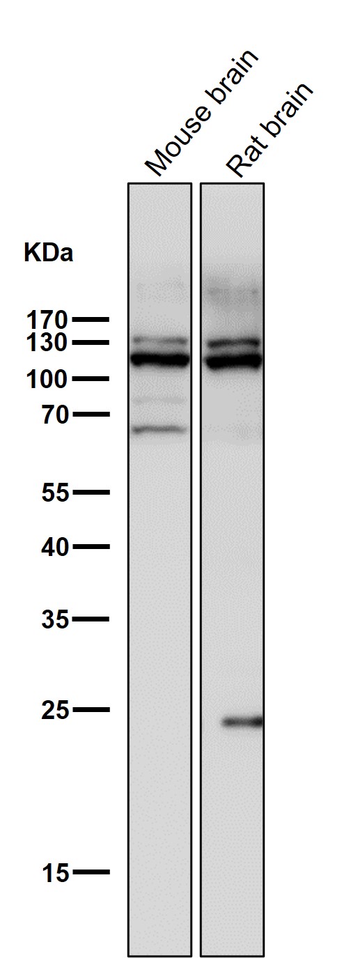 Mucin 2 Ab