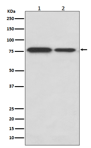 DRD1 Ab