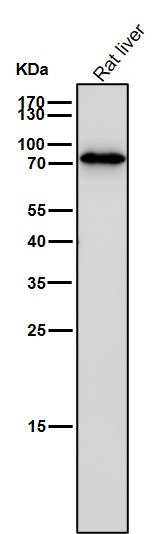 DRD1 Ab