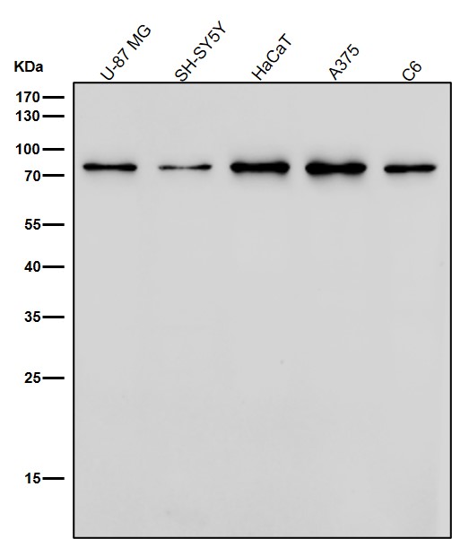 DRD1 Ab