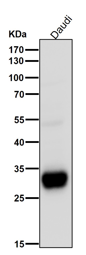 HLA DPB1 Ab