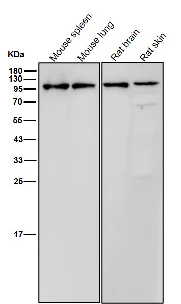 CD62P Ab