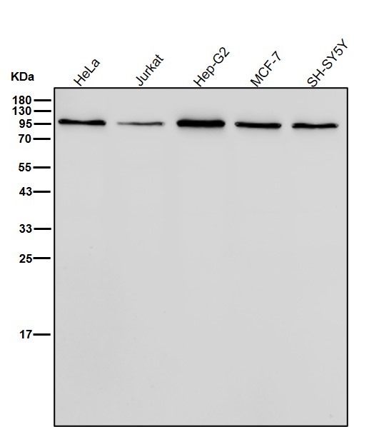 CD62P Ab