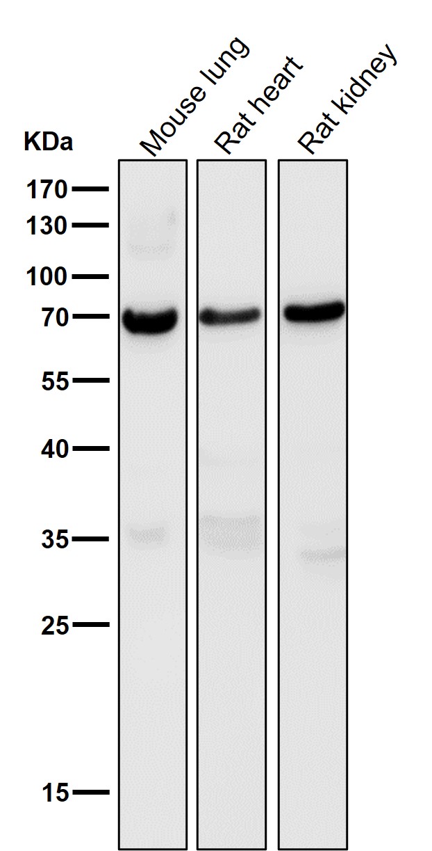 Perilipin 1 Ab