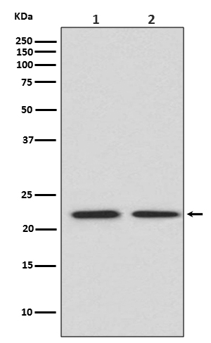 FGF21 Ab