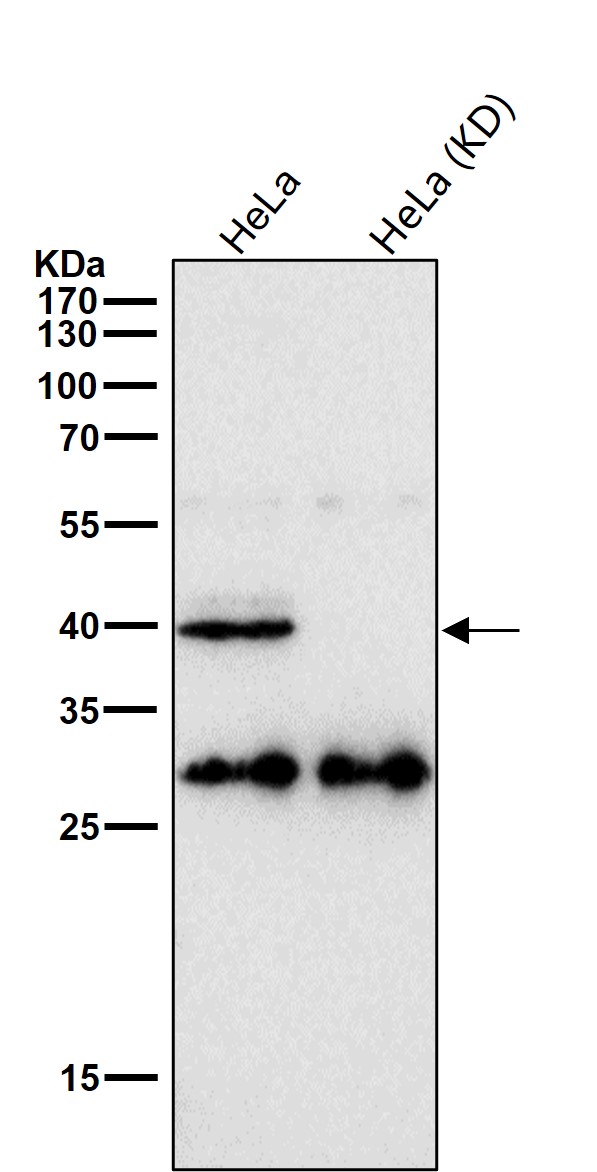 Aquaporin 1 Ab