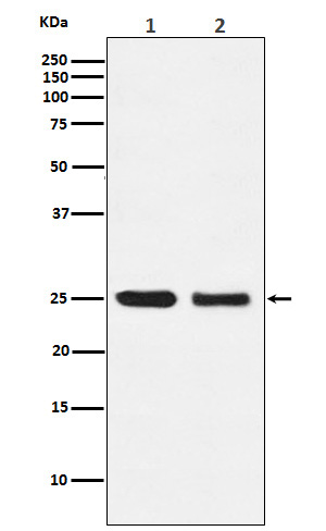 Aquaporin 1 Ab